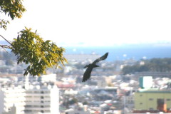img0056.jpg